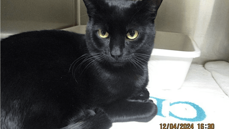 A black cat inside a cage, looking at the camera