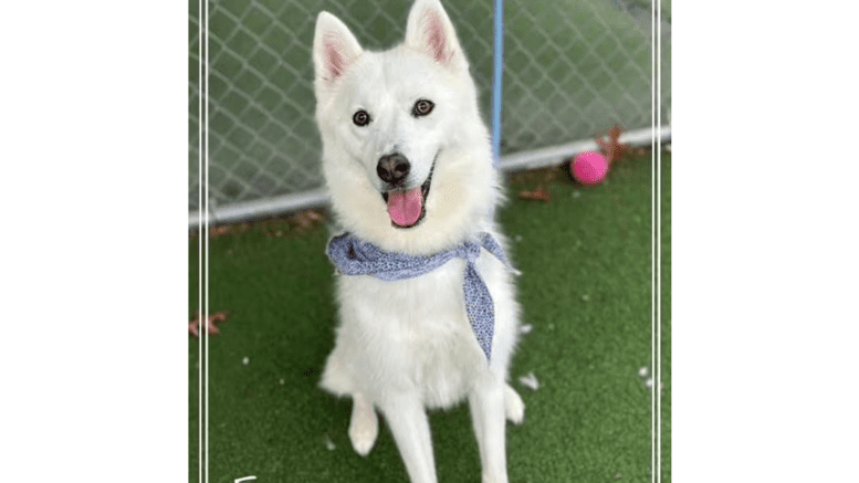 A white Siberian husky with a blue scarf, looking happy