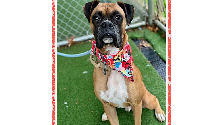 A brown/white boxer with a colorful scarf, looking at the camera