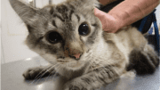 A lilac point cat held by someone behind