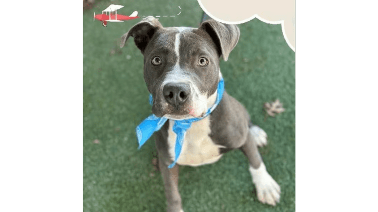 A grey white American pit bull terrier with a blue scarf