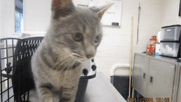 A grey tabby cat looking sad