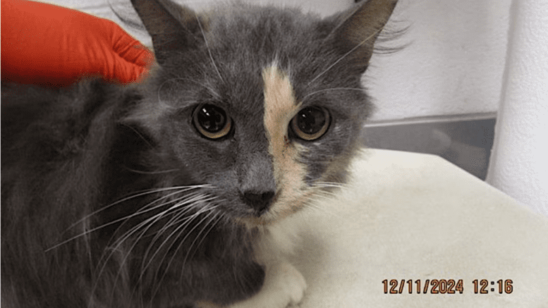 A muted calico cat looking at the camera