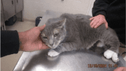 A grey cat held by someone