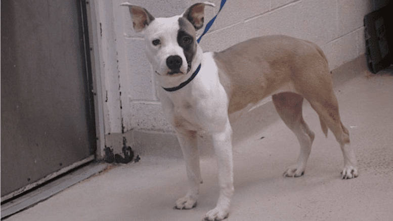 A tan/white American pit bull terrier with a blue leash