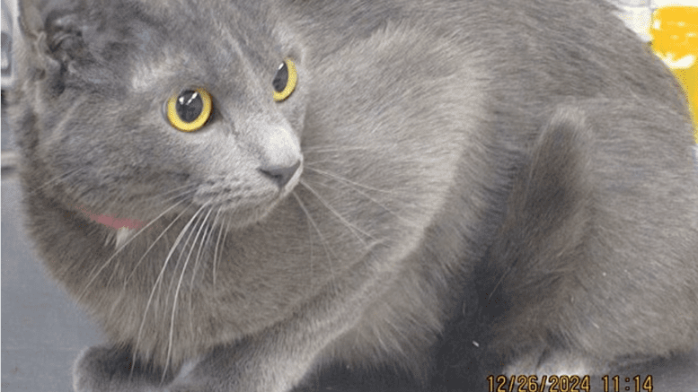 A grey cat looking at the side