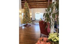 An open-design room with wood floors and a tall Christmas tree. Chair and large houseplant in the foreground