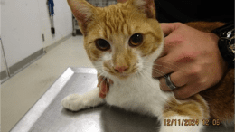 An orange tabby cat held by someone behind