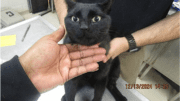 A black cat held by someone behind and upfront