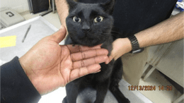 A black cat held by someone behind and upfront