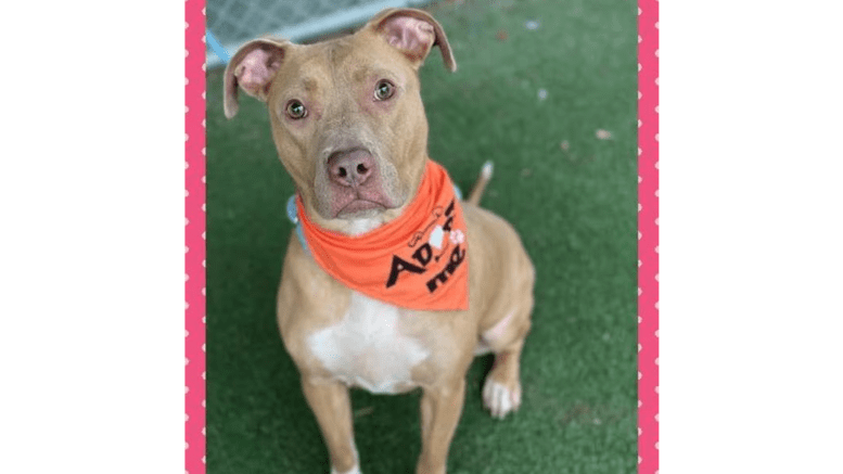 A fawn American pit bull terrier with an orange scarf, looking at the camera