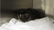 A tortoiseshell cat inside a cage, looking shy