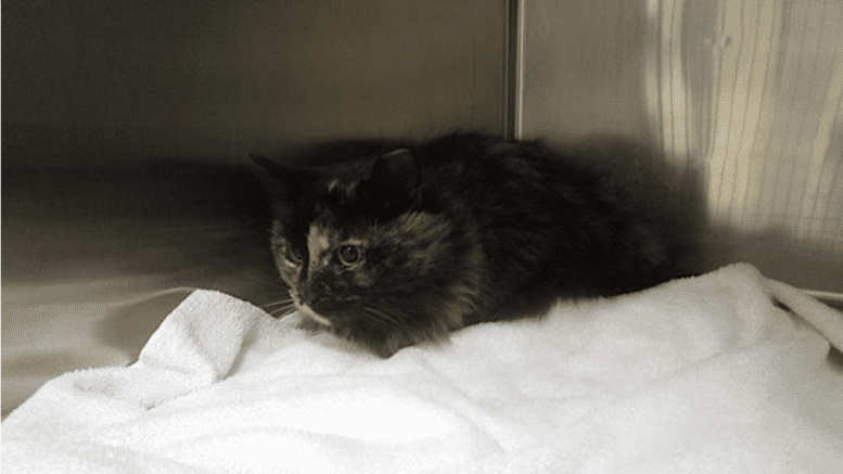 A tortoiseshell cat inside a cage, looking shy