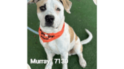 A white brown American pit bull terrier with an orange scarf