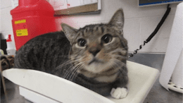 A tabby/white cat sitting