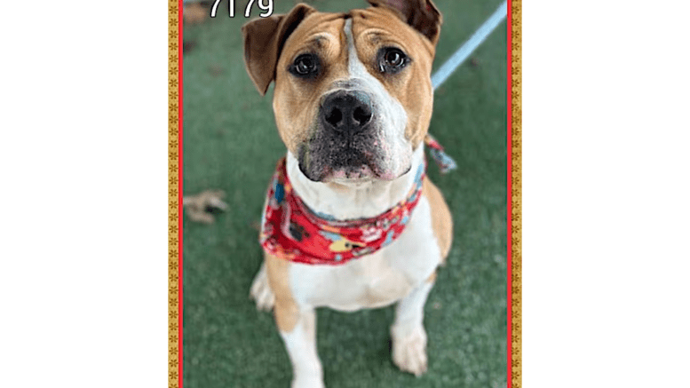 A smoke/white American pit bull terrier with a red scarf