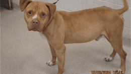 A tan white American pit bull terrier looking at the camera