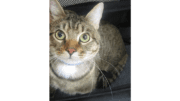 A grey tabby white cat looking at the camera