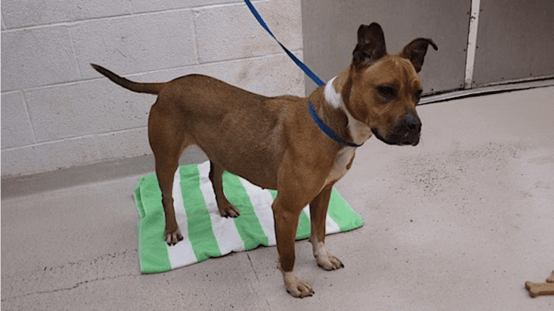 A brown white bull terrier with a blue leash