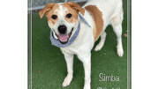 A white/brown labrador retriever looking happy