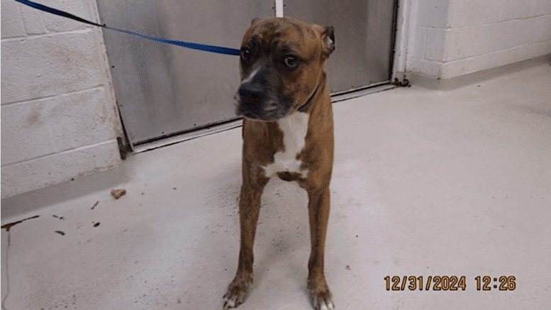 A brindle American pit bull terrier with a blue leash