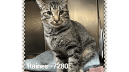 A tabby cat inside a cage, sitting