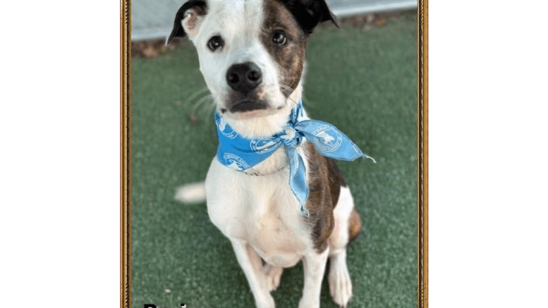 A brindle white American pit bull terrier with a blue scarf