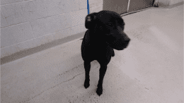 A black labrador retriever looking at the side