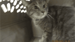 A gray tabby cat inside a cage