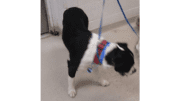 A white black Australian shepherd with a blue leash and red collar