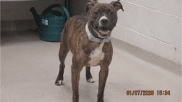 A brown brindle white American pit bull terrier