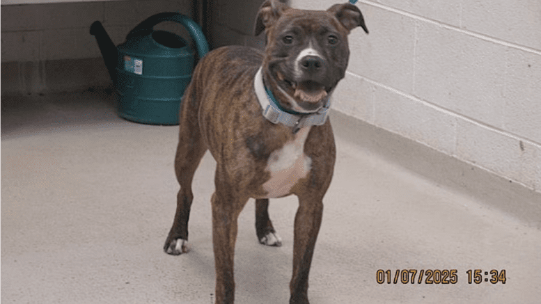 A brown brindle white American pit bull terrier