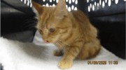 An orange tiger cat inside a cage