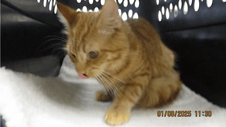 An orange tiger cat inside a cage