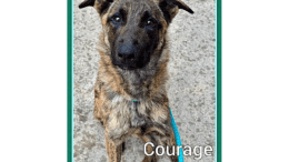 A brindle Belgian shepherd