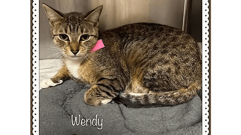 A tabby/calico cat sitting inside a cage