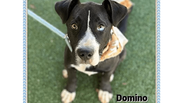 A black/white labrador retriever looking at the camera