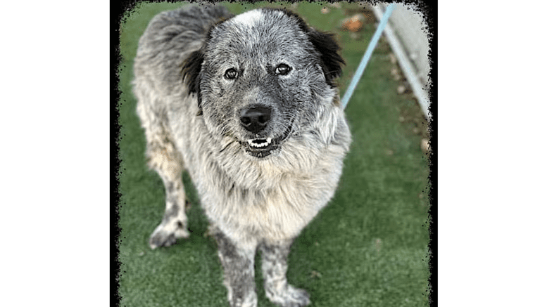 A grey/white great Pyrenees looking happy