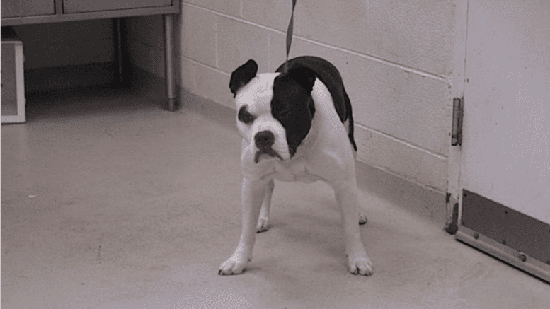 A black/white American pit bull terrier looking angry