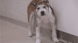 A tri-color terrier looking at the camera