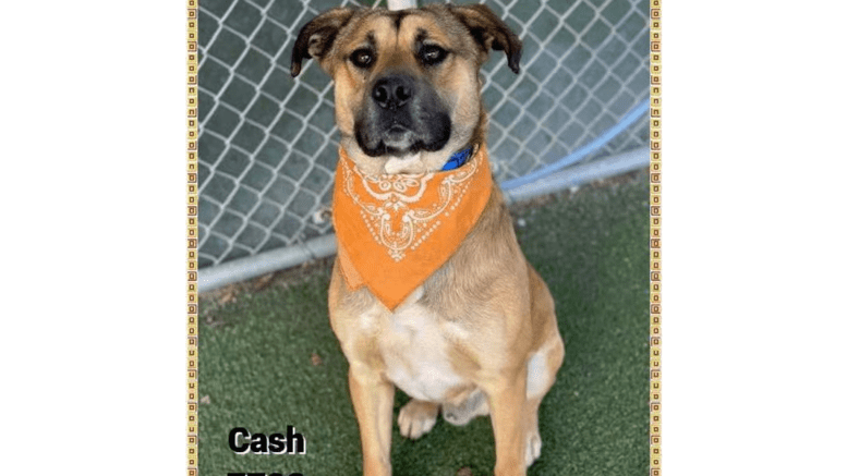 A brown/black shepherd with an orange scarf