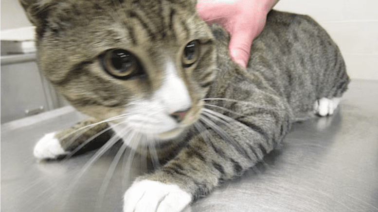 A tabby cat held by someone behind