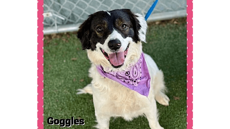 A black/white border collie looking happy