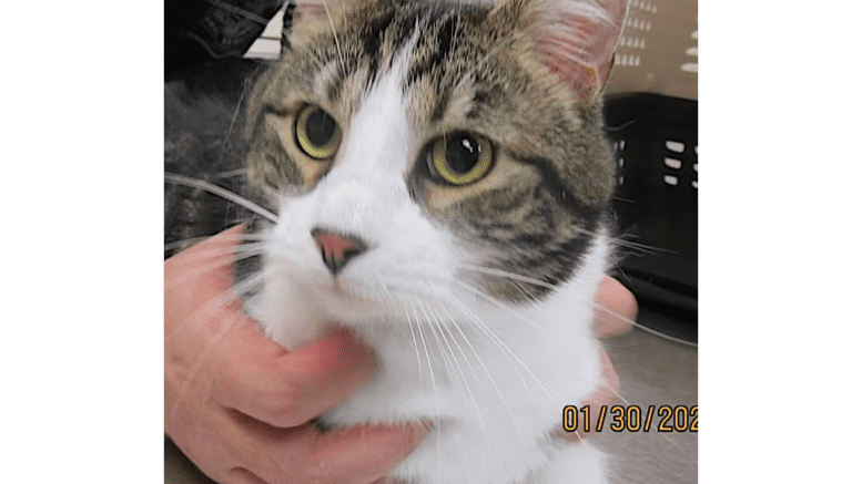 A tabby/white cat held by someone