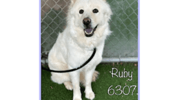 A white chow chow looking happy