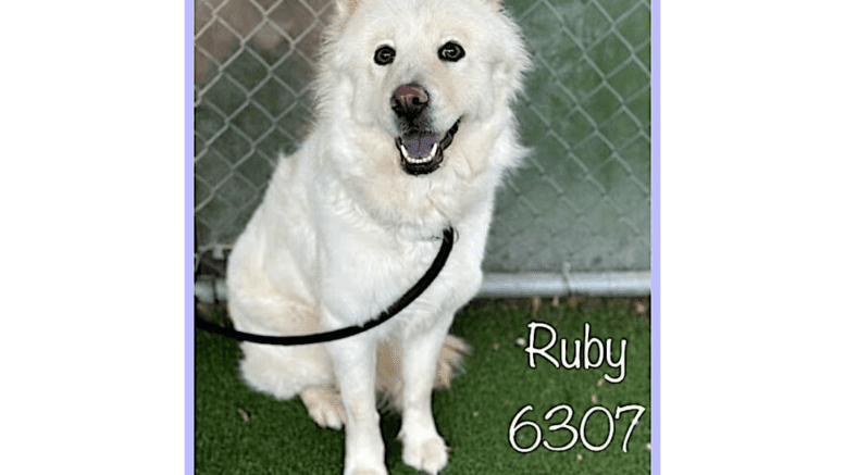 A white chow chow looking happy