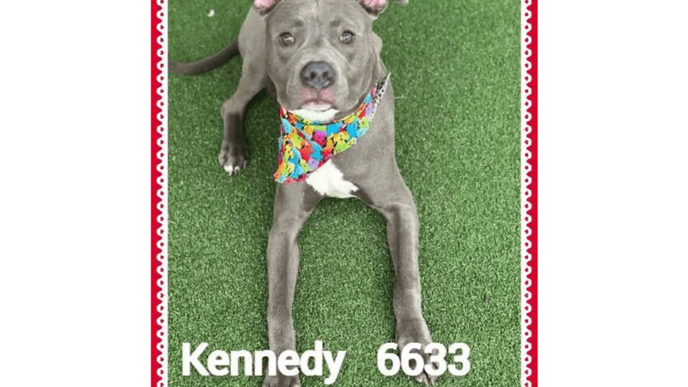 A grey American pit bull terrier sitting on a green surface