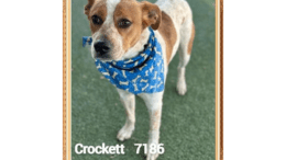 A brown/white Australian cattle dog with a blue scarf