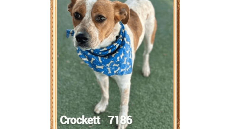 A brown/white Australian cattle dog with a blue scarf