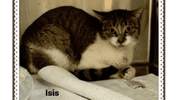 A grey tabby/white cat inside a cage